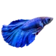 Betta Fish Thomas