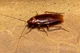 Cockroaches
