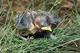 Baby bird
