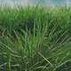 Grass
