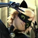 Chat Noir