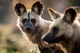 African Wild Dogs