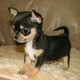 Stoopid chiwawa