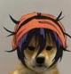 narancia dog
