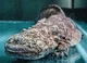 Giant Salamander