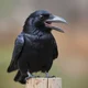 crow therapist