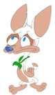 Tigo chihuahua