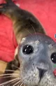 Rescue seal