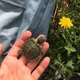 Chubby Friend