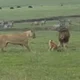 RANDOM - Two Lions