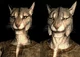 Khajiit