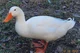 duckie 