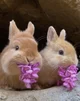 Bunnies Eating