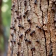 Tree with ants 