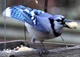 Blue Jay