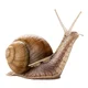 Snail