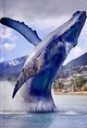 Whale