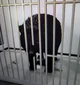 Injured black bear