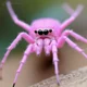 Pink spider