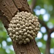 Tree with wasp nest