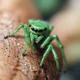 Green spider