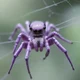 Purple spider