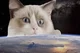 Angelic white cat 2