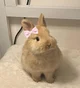 Little miss bunny