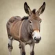 Donkey