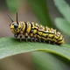 Caterpillar 