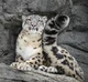 Snow leopard 