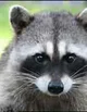 Racoon