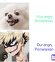 Bakugo