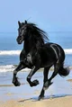 Black Horse