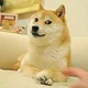 Shiba inu