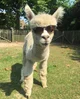Gangster alpaca v2
