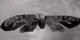 Mothra    TMITS