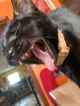 00 - My cat