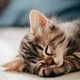 DB Cat
