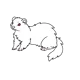 Ferret