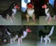 Smiler dog 