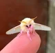 Pet moth