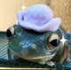 FROGGY with HAT