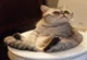 Toilet cat