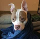 A Pitbull Dog