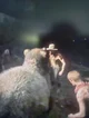 Bear fight