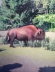 Bison