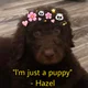 Hazel