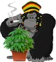 Rasta Gorilla 