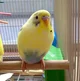 Budgie